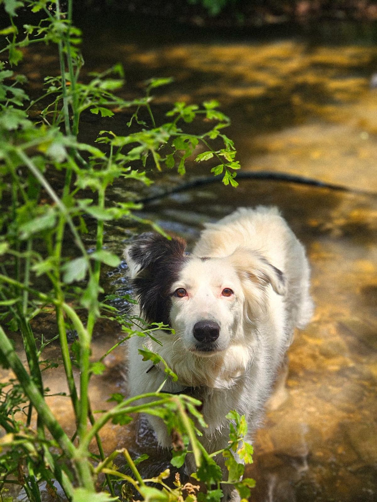Nala