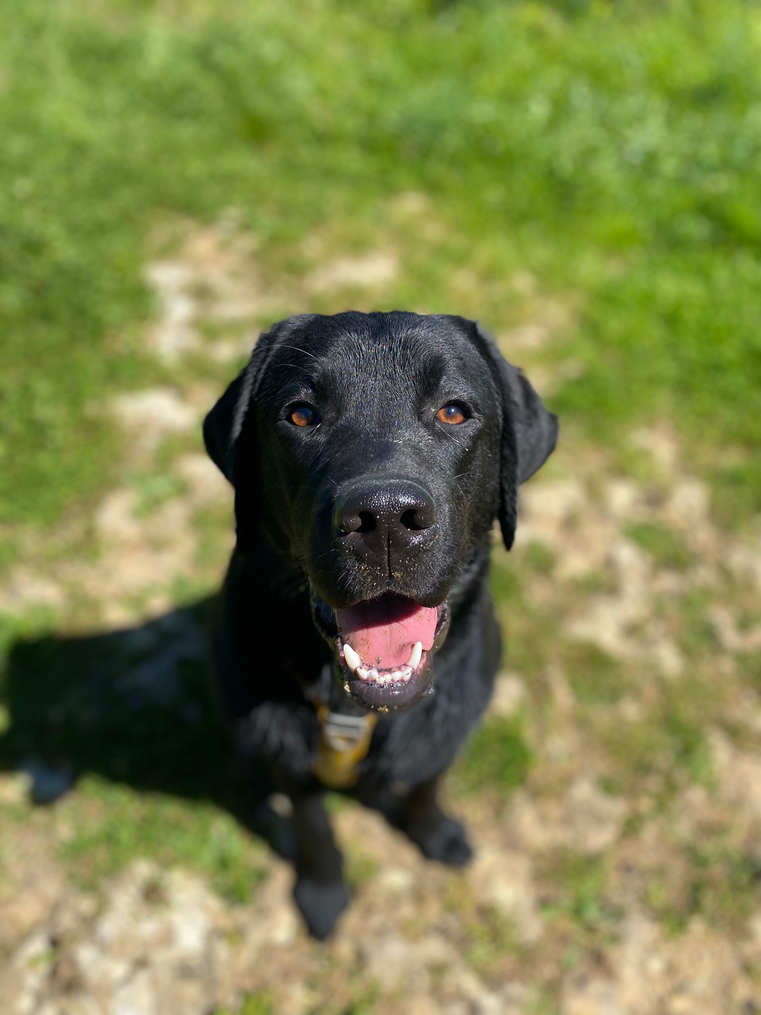 Ziggy