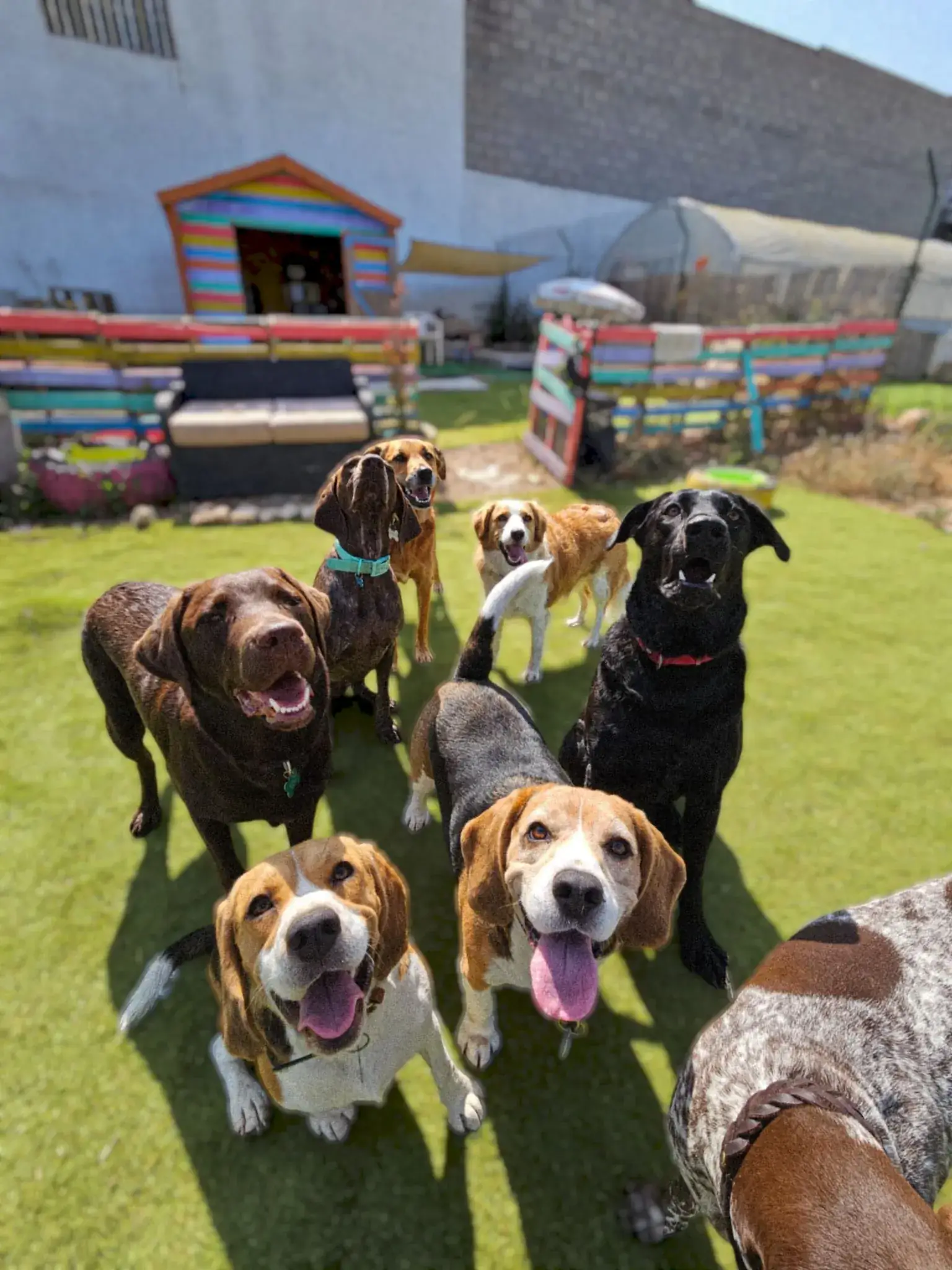 Grupo de cães a brincar no espaço exterior da creche